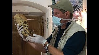 DNA Results Of The Paracas Elongated Skulls Of Peru Part 6 The Experts [upl. by Brentt]