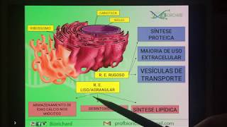 CITOLOGIA ORGANELAS CELULARES E SUAS FUNÇÕES  PROF BIORICHARD [upl. by Cj174]