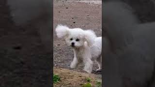 Cute Maltese Dog Barking Sound [upl. by Hogle591]