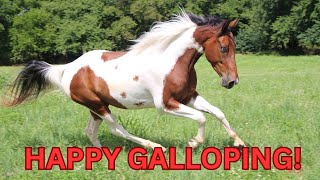 Happy Galloping SHORTS Schleich horse toy video [upl. by Ik]