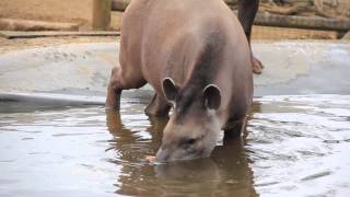 Happy World Tapir Day [upl. by Caprice]