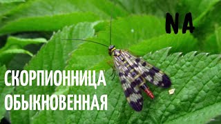 Скорпионница обыкновенная Panorpa communis [upl. by Sayed]