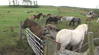 Feral ponies from welfare round up find home with Ian Stark [upl. by Ennael]