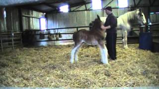 CUTEST FOAL EVER  Oak Grove Frank the Clydesdale Foal [upl. by Atsirak]