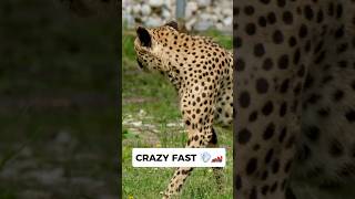 HOW Fast Are CHEETAHS 🐆💨 [upl. by Delaryd]