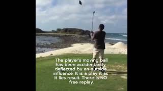 Ball Hits Bird  Golf Rules Explained [upl. by Marguerita]