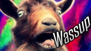 WASSUP GOAT [upl. by Yeroc718]