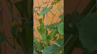 Yummy fruit is my favorite fruit🍉🍉🍉life plants fruit frviralvideo farming freefire fypvideo [upl. by Sibyl]