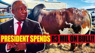 Cyril Ramaphosa Pays Millions for a Boran Bull  Luxury Lifestyle  HIGHEST NET WORTH [upl. by Ethban]