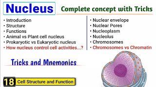 Nucleus structure and function  Complete concept with Tricks  J Biology [upl. by Brynn]