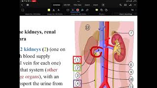 Renal physiology lecture 1 part 1 [upl. by Iur]