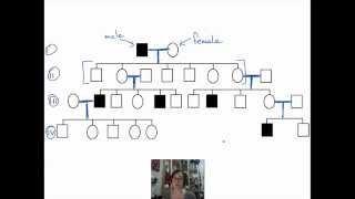 Introduction to Pedigrees [upl. by Nirda689]