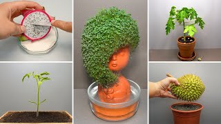 Growing Plants Compilation 3  245 Days Time Lapse [upl. by Ysiad]