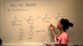 Amino Acid Degradation  Transamination [upl. by Suolevram160]