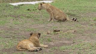 Masai mara National reserve kenya [upl. by Loree]