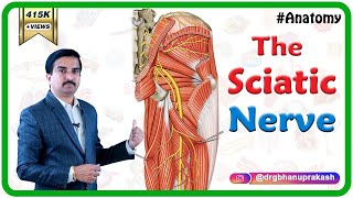 Sciatic Nerve Anatomy Animation  Course Relations Branches Distribution amp Clinical anatomy [upl. by Eednahs281]