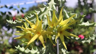 Cuidados de las Orbeas  Orbea lutea  Orbea caudata subsp rhodesia  orbea amarilla [upl. by Kilian]