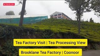 Tea Factory Visit  Tea Processing View  Brooklane Tea Factory  Gurrency  Coonoor  The Nilgiris [upl. by Hoover696]