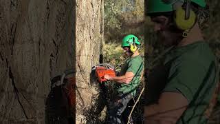 Felling a 67quot Cottonwood Stump shorts [upl. by Annair830]