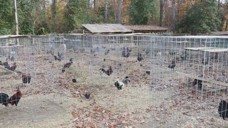 80 chickens rescued from illegal cockfighting ring in Virginia [upl. by Safir]