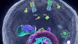 Apoptotic Pathways [upl. by Letch]