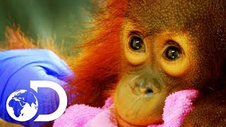 Peanut The Adorable 15 Month Old Orangutan Baby  Meet The Orangutans [upl. by Yentihw922]