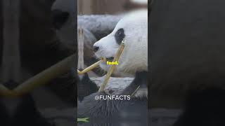 5 Fun Facts About Brars You Didn’t Know❗️❗️funfacts bear viralvideo [upl. by Getter597]