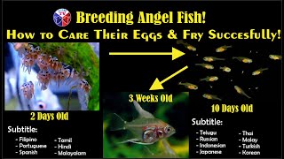 How to Care Angel Fish Eggs and Fry Succesfully [upl. by Lokcin102]