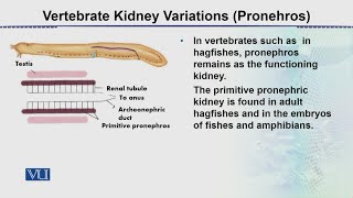 Vertebrate Kidney Variations Pronephros  Animal Form amp Function 2 Theory  ZOO517TTopic093 [upl. by Dlorah428]