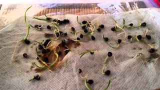 How I Successfully Germinated My Daylily Seeds [upl. by Joana99]