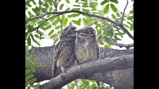 Spotted Owlets Cozying [upl. by Ynnaj]