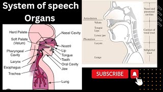 Systems of Speech Organs Respiratory System Phonatory System Articulatory System [upl. by Anayia]