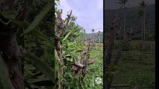 Dragon fruit sa gapangan ng kawayan farming [upl. by Acirt]