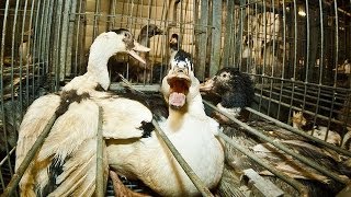 French Foie Gras Cruelty  Animal Equality Undercover Investigation [upl. by Kuehnel]