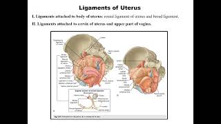 Lecture 6 Female Internal genitalia [upl. by Aveer]