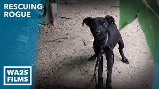 No Hope For Dogs Until Rescuers Save Pit Bull Starved on Chain Part 2 Rescuing Rogue Ep 3 [upl. by Suhpoelc129]