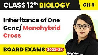 Class 12 Biology Chapter 5  Inheritance of One Gene Monohybrid Cross CBSENEET 202223 [upl. by Analad]