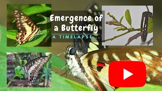 Watch A Stunning Timelapse Of A Butterfly Emerging From Its Cocoon [upl. by Nirok]