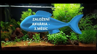 AKVARISTA ZAČÁTEČNÍK 1  Juwel RIO 125  3měsíc od založení [upl. by Ahsienar]