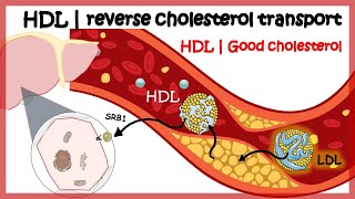 HDL  Reverse cholesterol transport [upl. by Rialb]