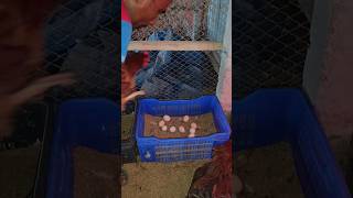 A to Z Poultry Farm for Laying Chickens chicken farmshortvideo [upl. by Daahsar]