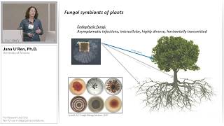 Phylogenetic Insights into the Endophyte Symbiosis using PacBio Ribosomal DNA Sequencing [upl. by Eelirol]