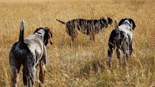 Addestramento del cane da ferma [upl. by Truitt868]