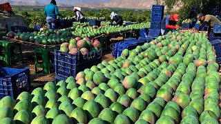 Australian Farmers Produce Thousands Of Tons Of Mangoes This Way  Australian Farming [upl. by Yanad]