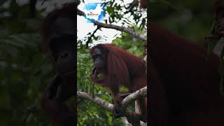 Guardians of the Jungle The Wild Orangutans of Kalimantan indonesia kalimantan orangutans [upl. by Haukom]