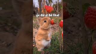 मैं ऐसा ही हूं परमात्मा की ऐसी मर्जीosho facts funny shortvideo oshoquotes viralvideo [upl. by Nnylassej]