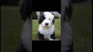 Old English Sheepdog  oldenglishsheepdog edit template [upl. by Oniuqa]