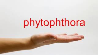 How to Pronounce phytophthora  American English [upl. by Adnorhs]