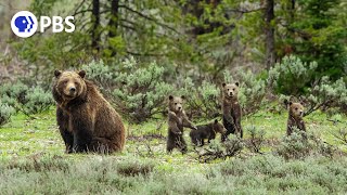 Meet the Most Famous Grizzly in the World [upl. by Ransome566]