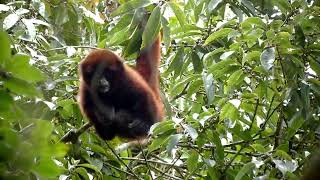 Yellowtailed woolly monkey  VIDEO INGLES [upl. by Rella]